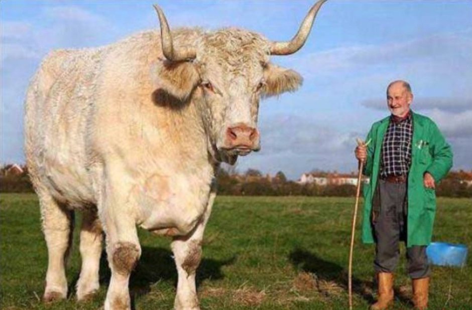 Племенные быки производители