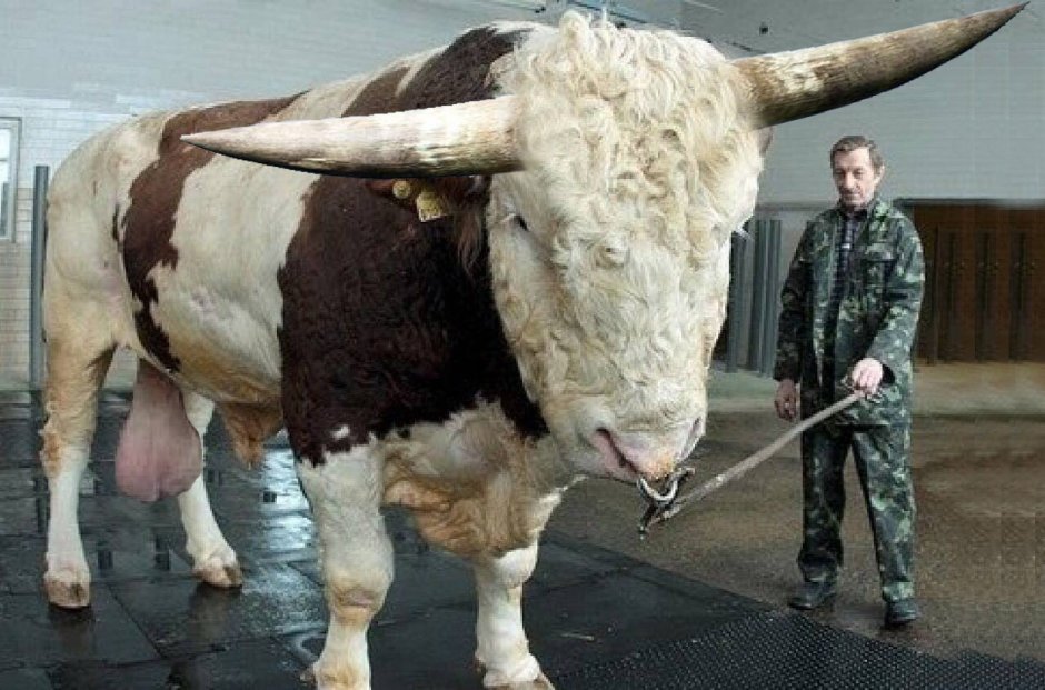Бык 1.5 тонны