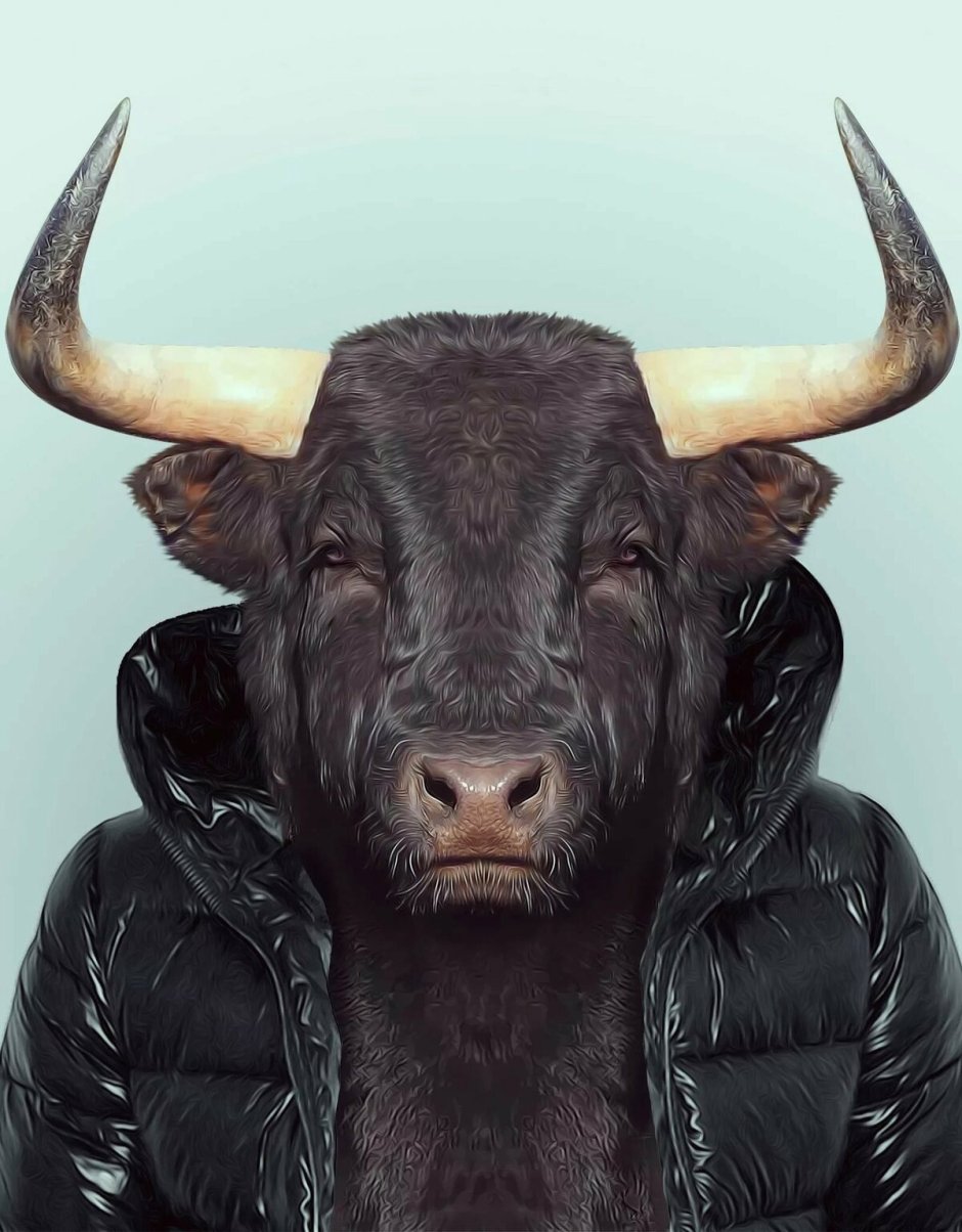 Быки гиганты