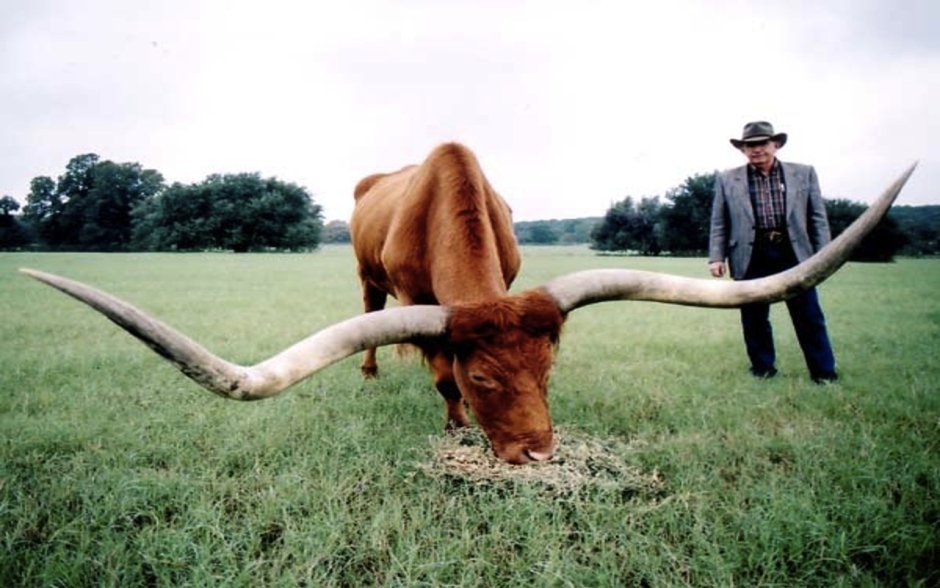 Бельгийский белоголовый бык