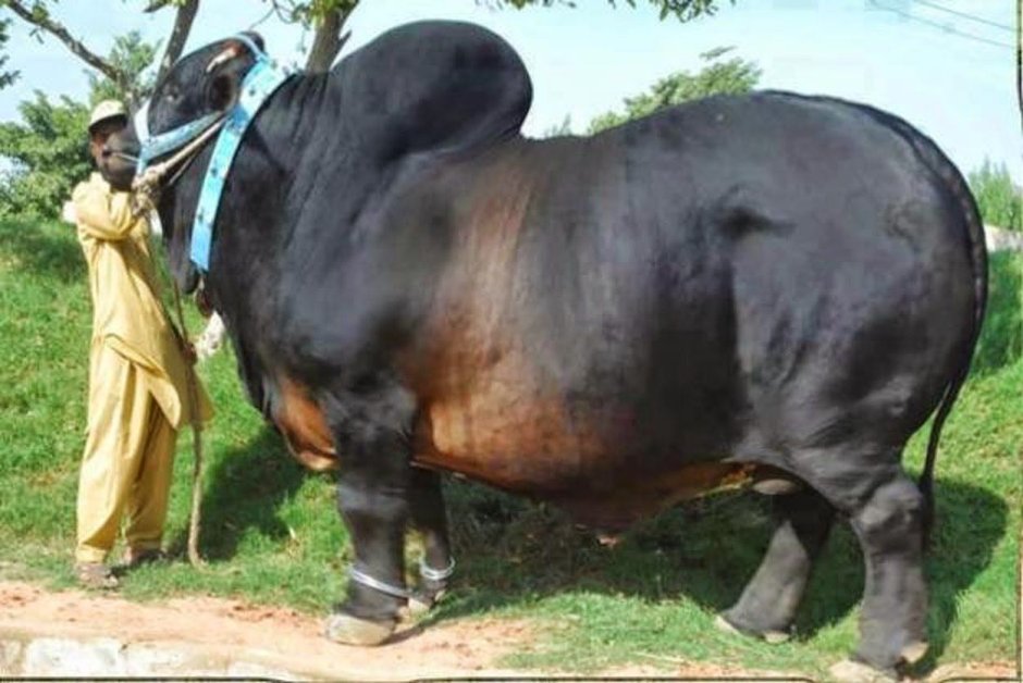 Техасский лонгхорн рекорд гинеса