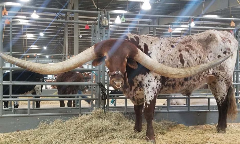 Бык осеменитель