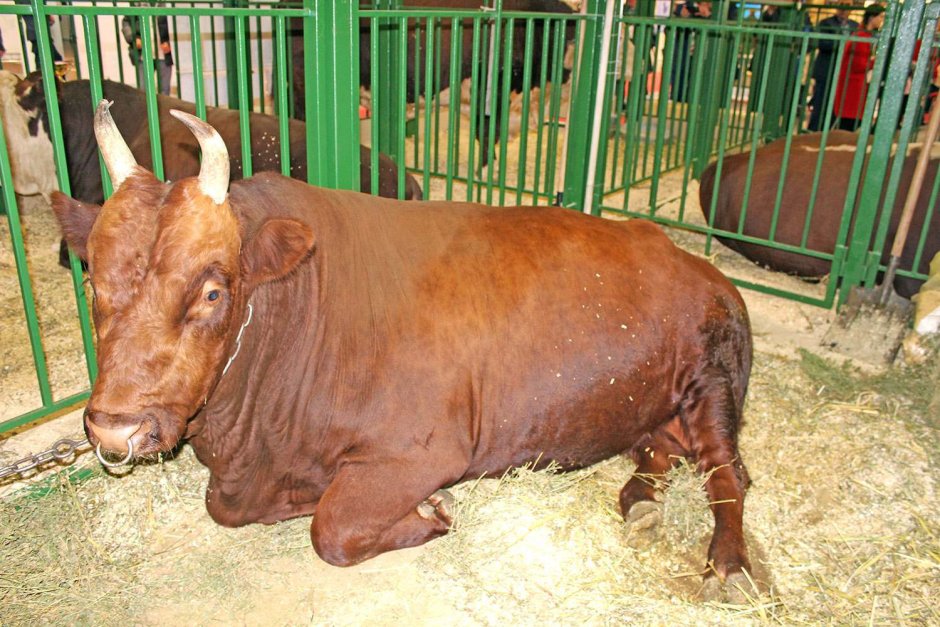 Бык породы лонгхорн