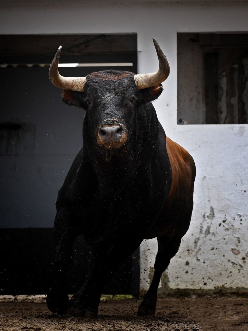 Бельгийская голубая порода Быков