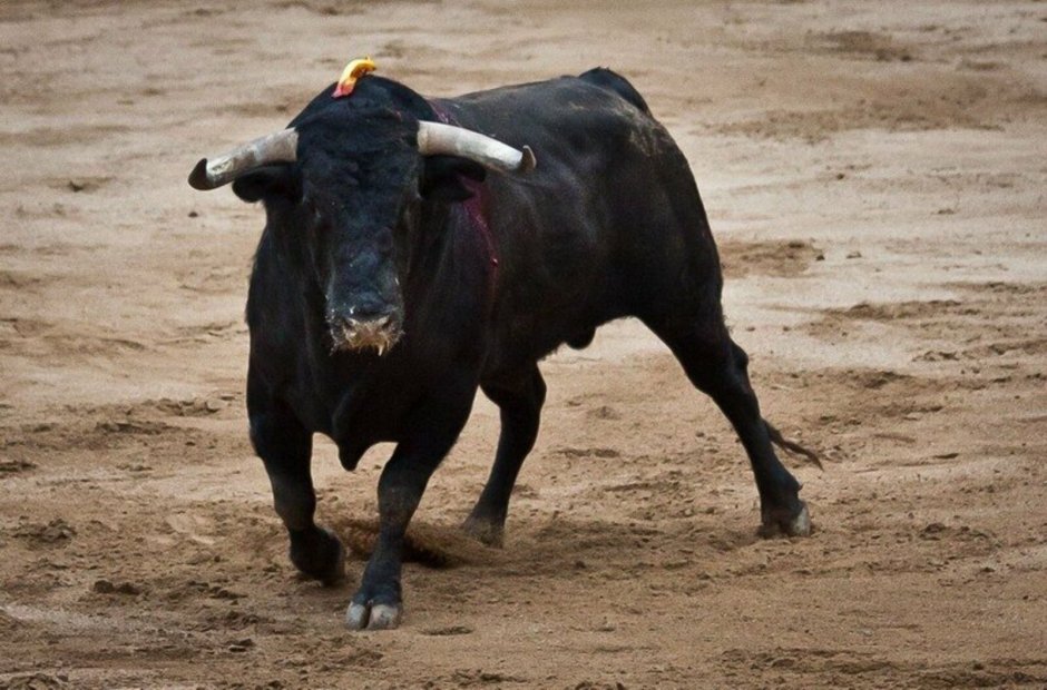 Бык с очень большими рогами