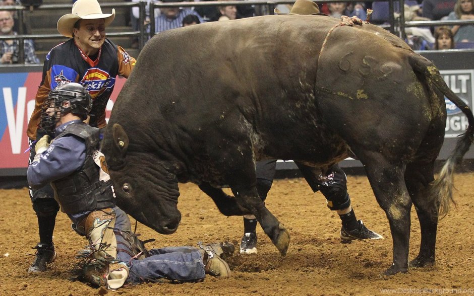 Бешеный бык