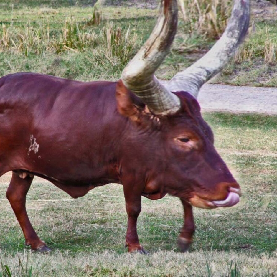 Накаченный бык