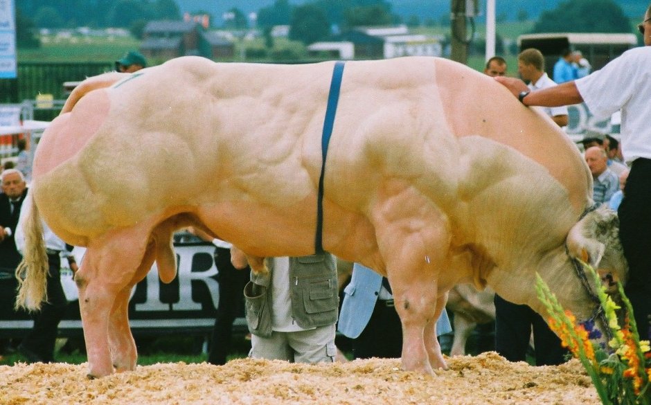 Бык ватусси и человек