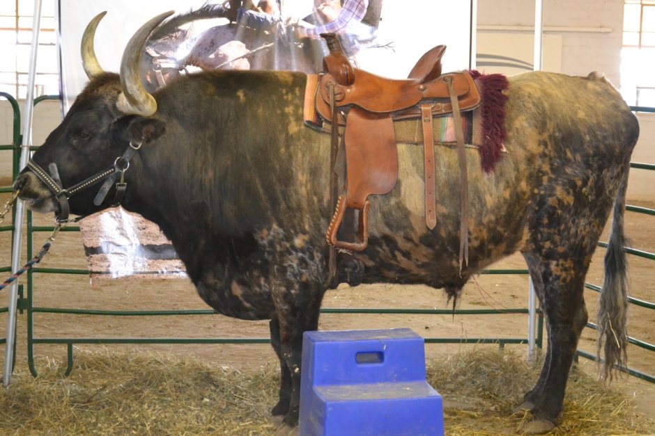 Бык ватусси