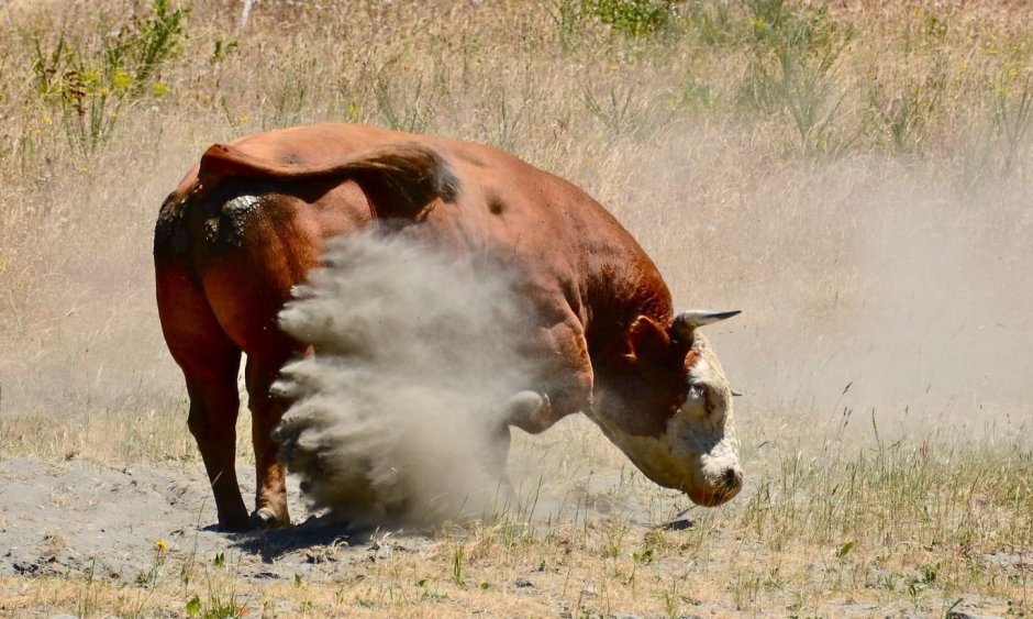 Быки порода калмык вес