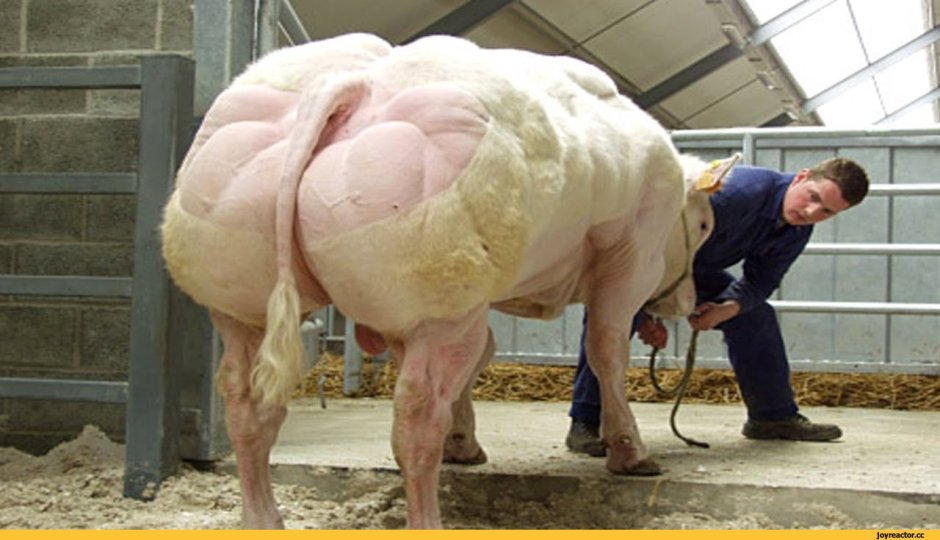 Шортгорнская порода КРС