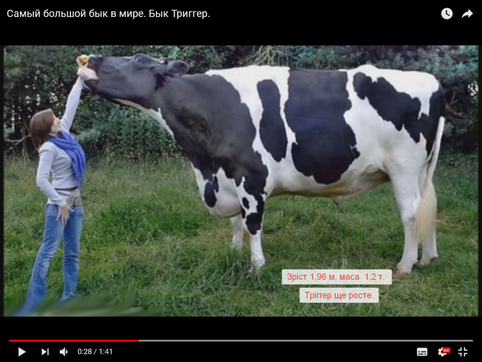 Быки гиганты