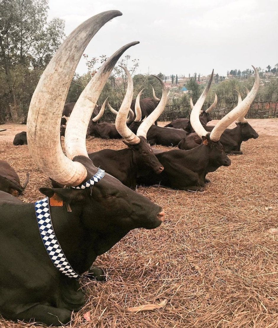 Упитанный бык