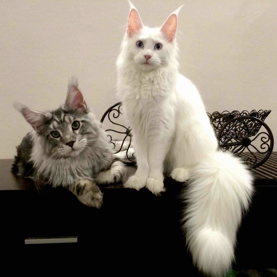 Королевский Мейн кун