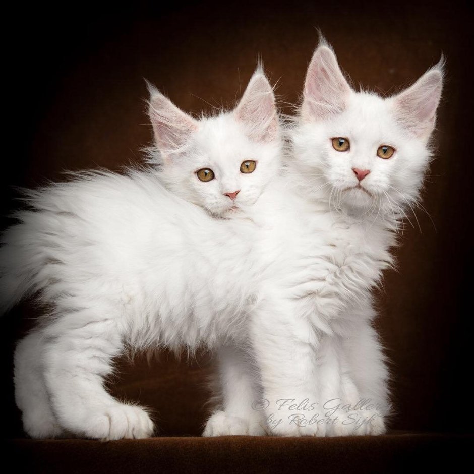 Кот Мейн кун кефирчик