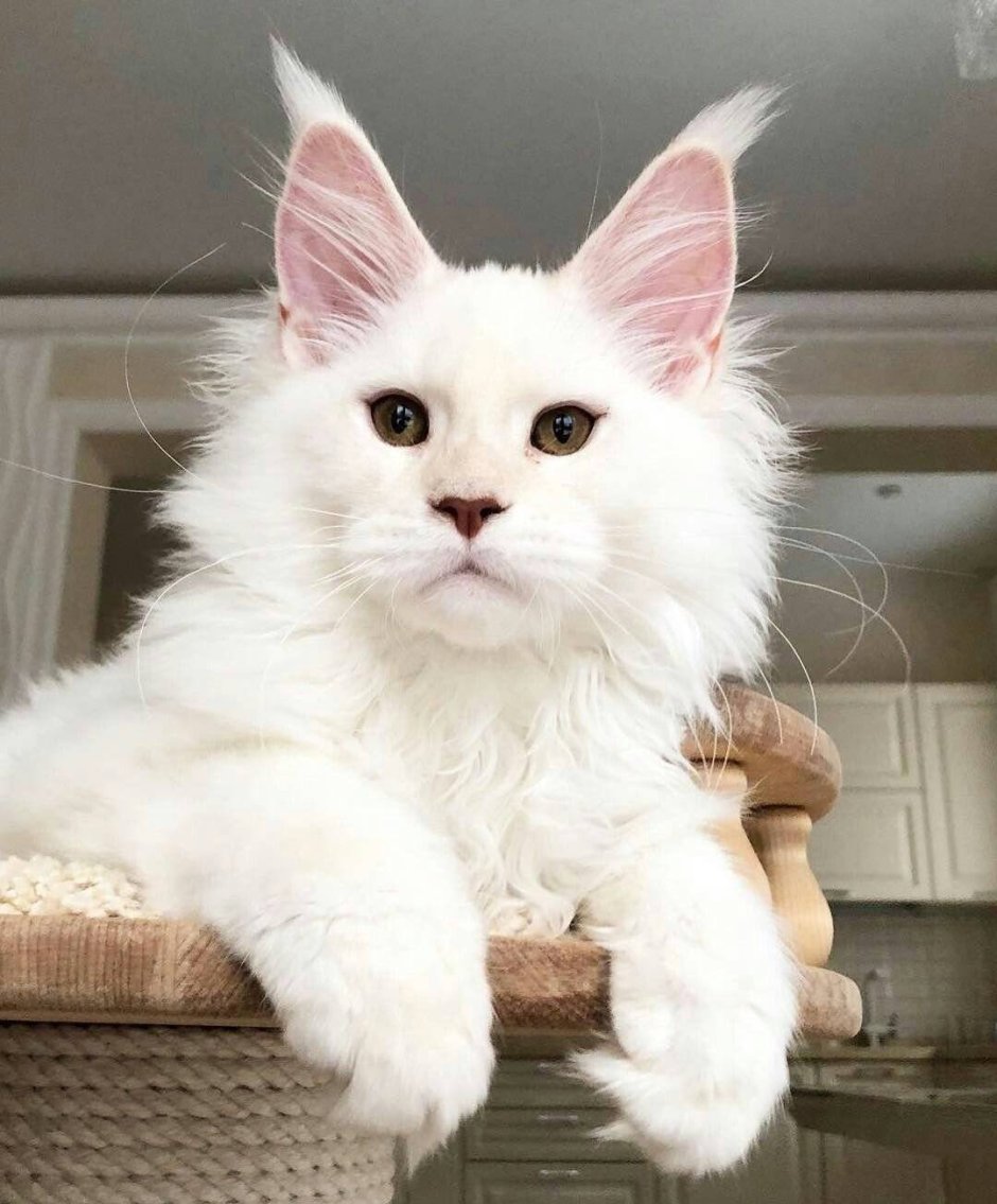 Белый мейнкун кот