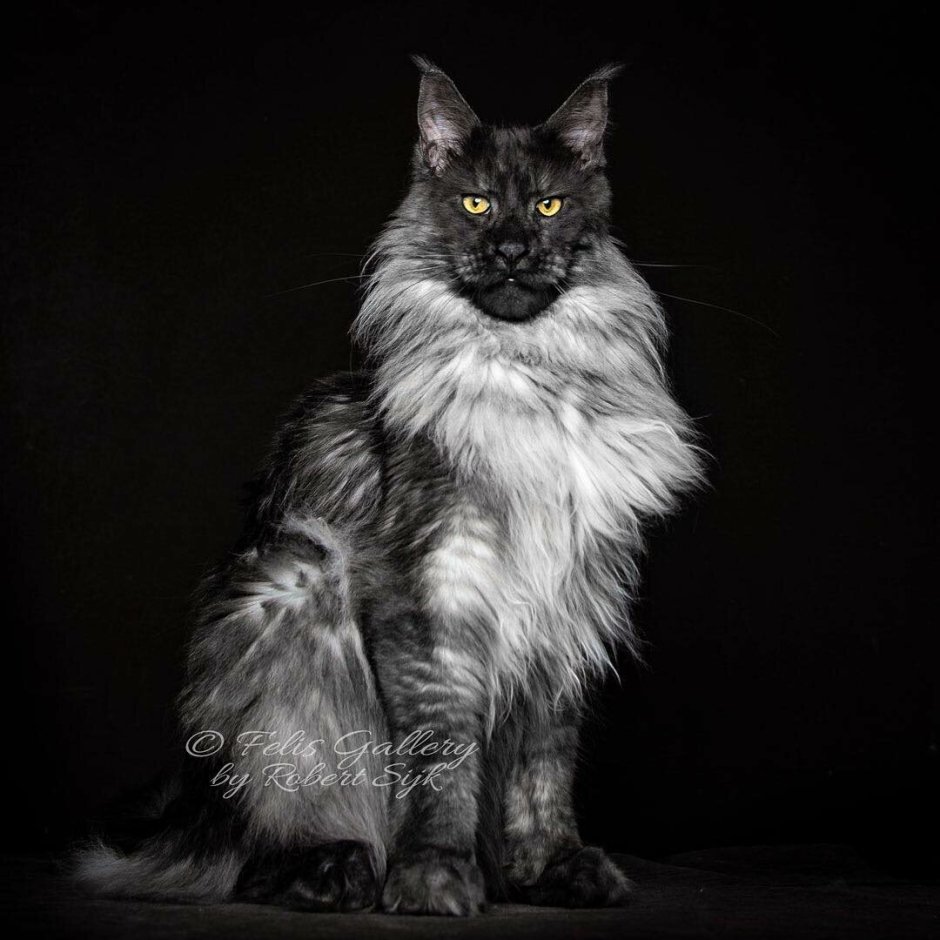 Мейн кун белый кот