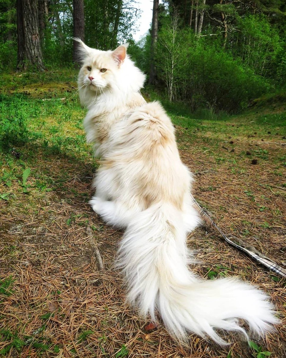 Гигантский кот Мейн кун