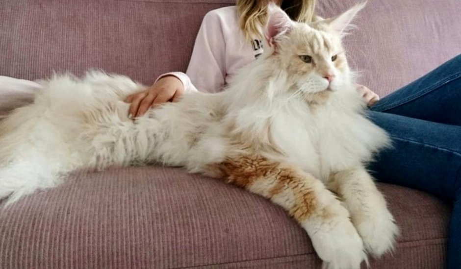 Кот Мейн кун Лотус