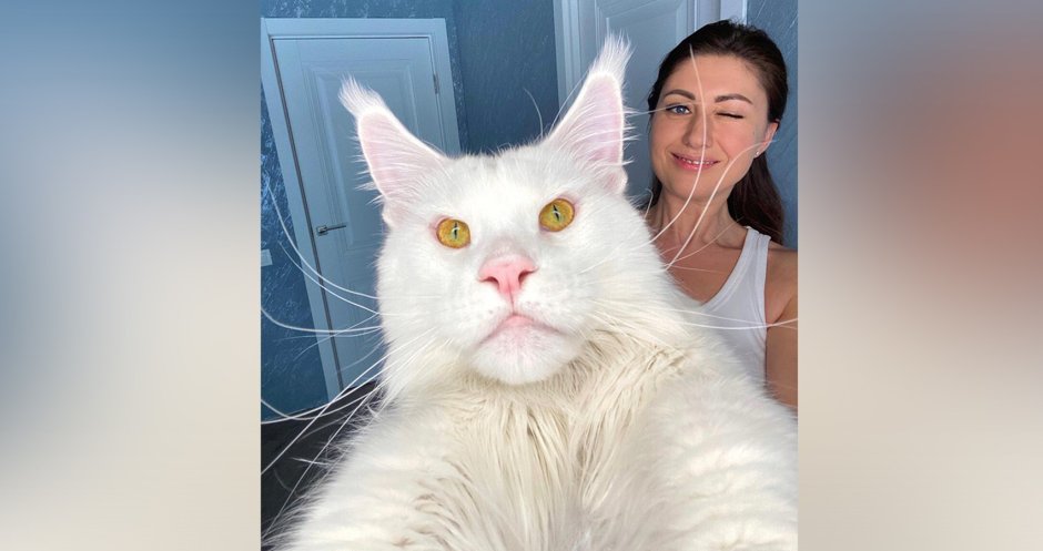 Кот кефир Мейн кун