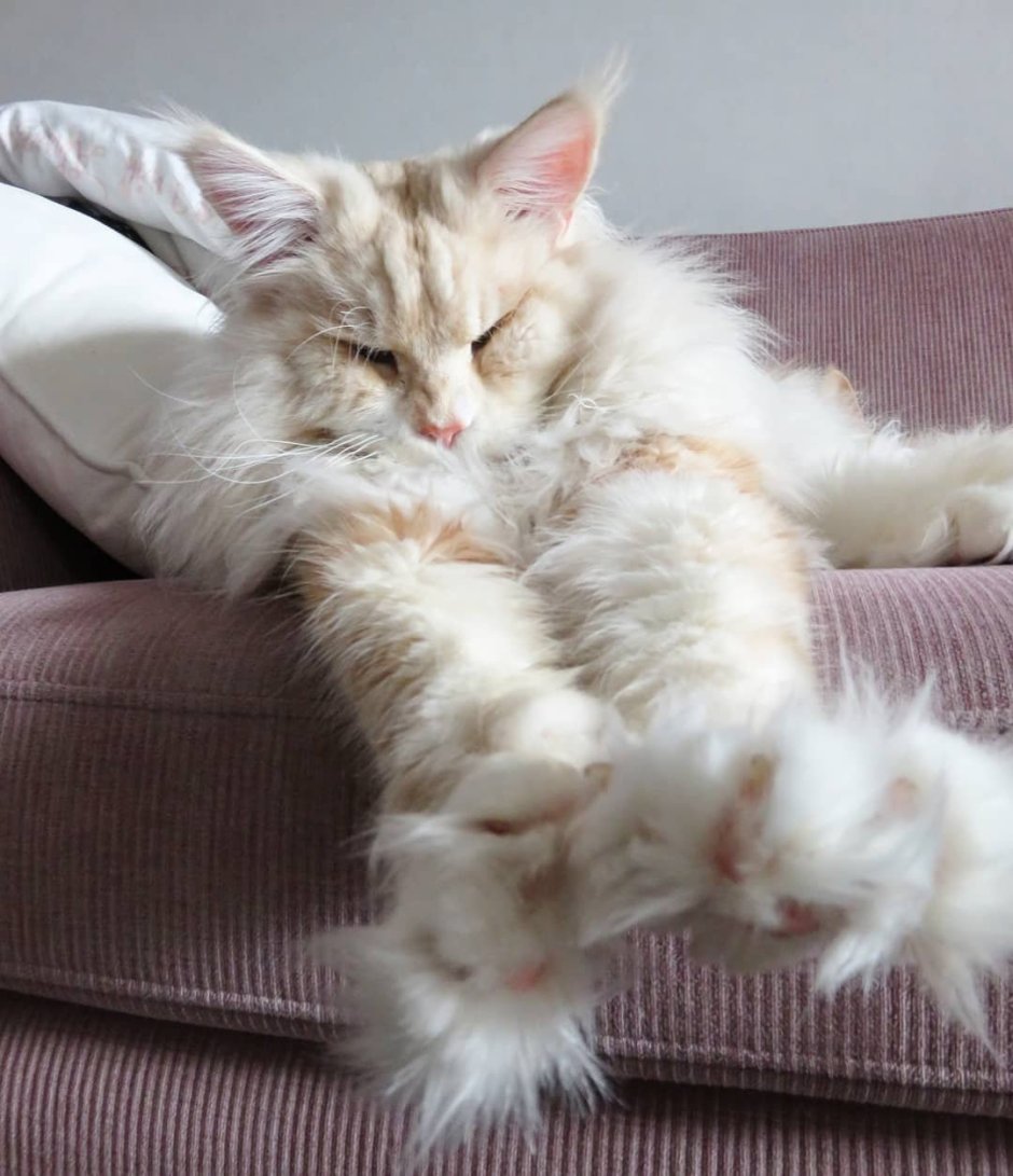 Кот Мейн кун белый большой