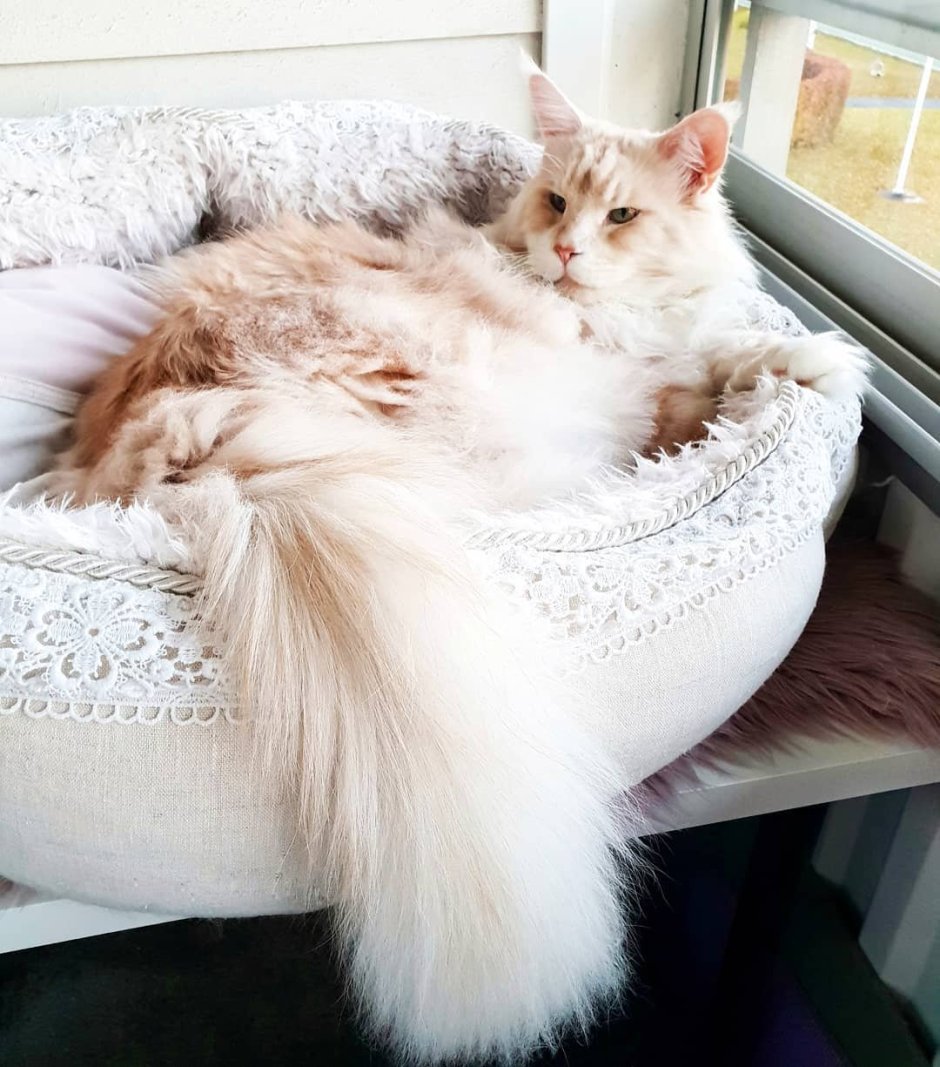Большие кошки Мейн кун