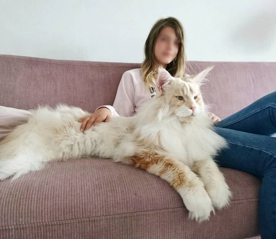 Кот Мейн кун