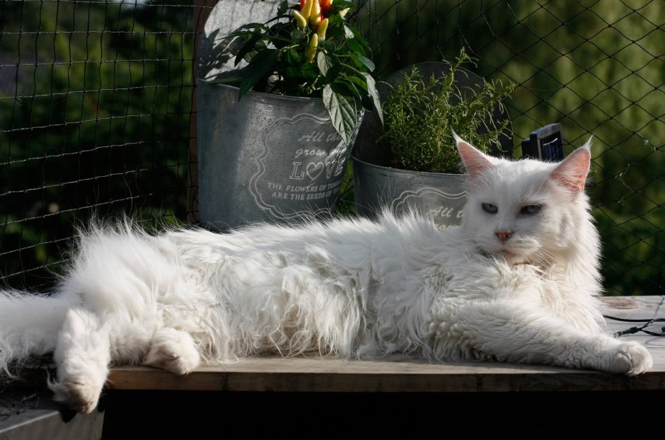 Кот Мейн кун