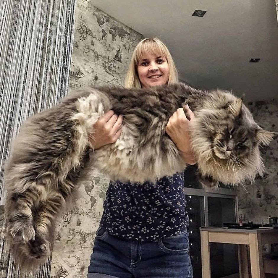 Мейн кун альбинос