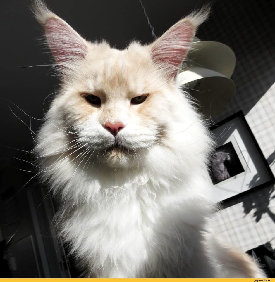 Котята Мейн кун