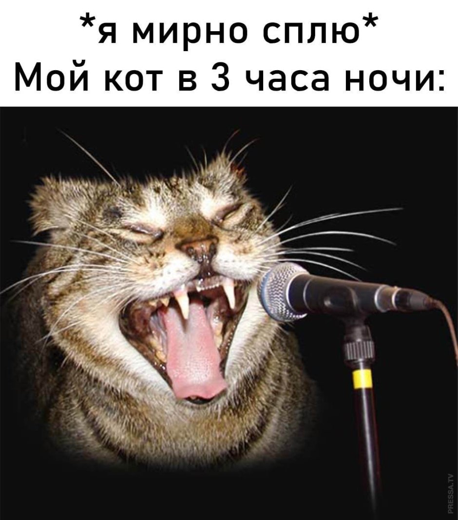 Орущий кот с красными глазами