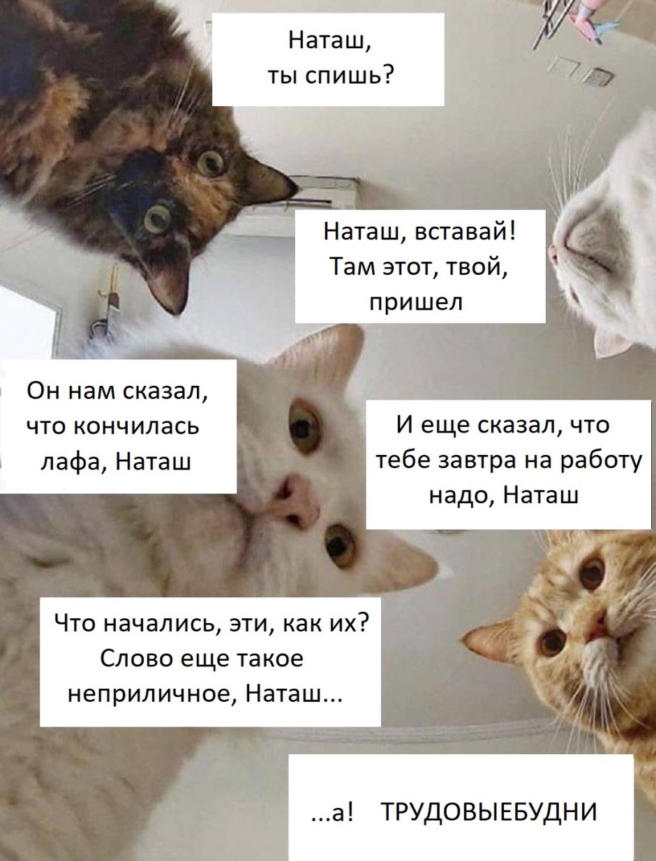 Котик с наушниками