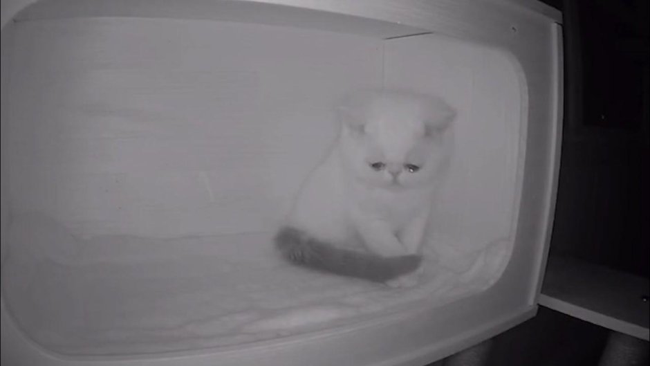 Глаза плачущего кота