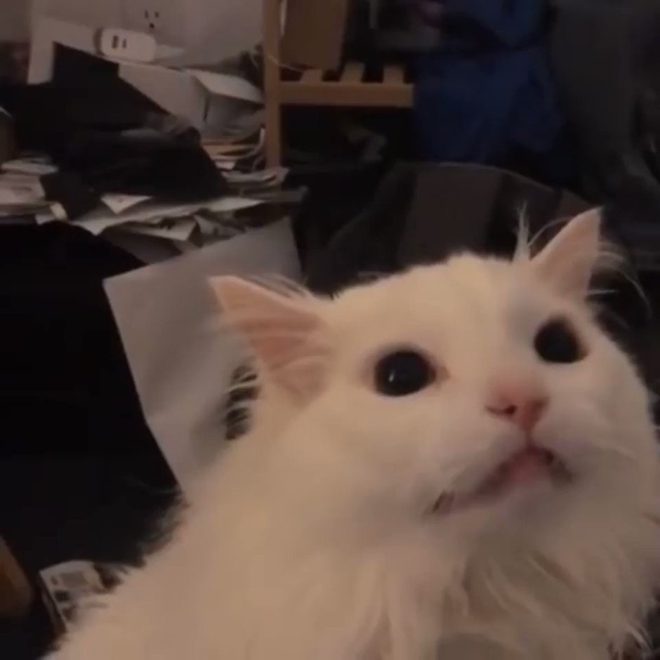 Орущий кот