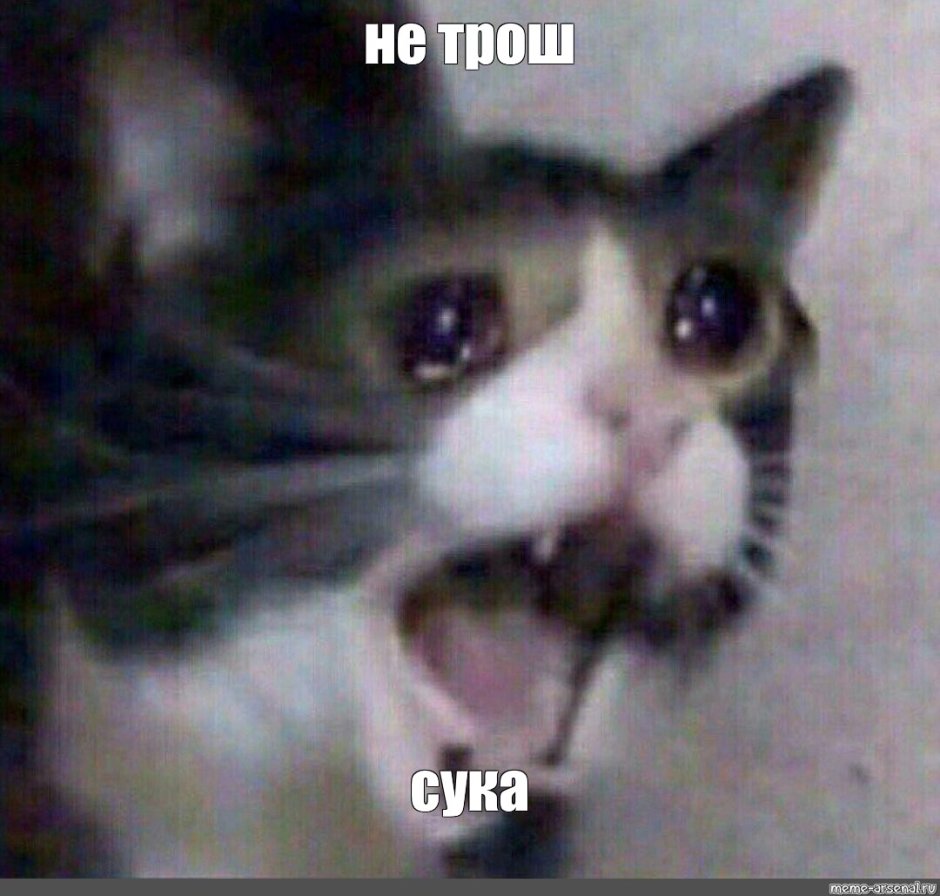 Кот в истерике
