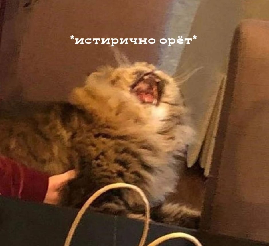 Лысая кошка накрашенная