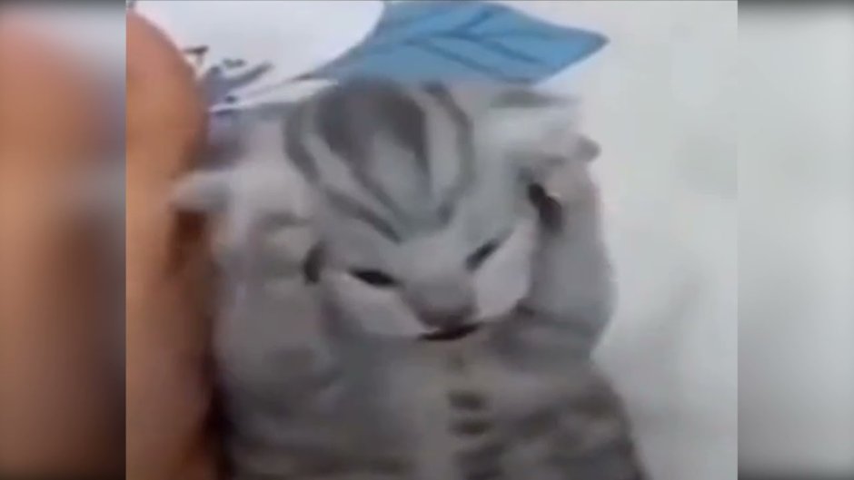 Кот держится за голову Мем