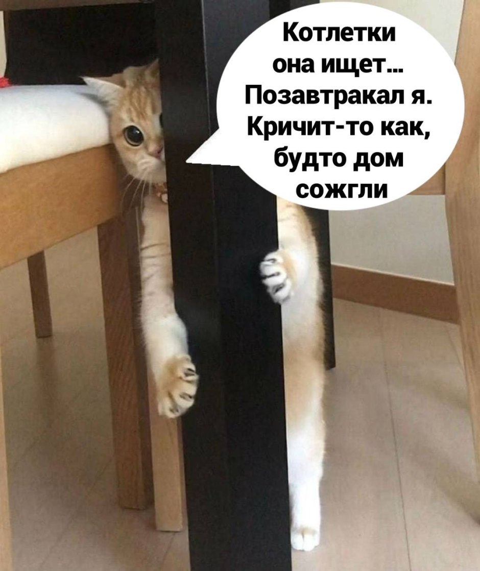 Смешные кошки