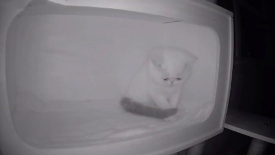 Кот поет