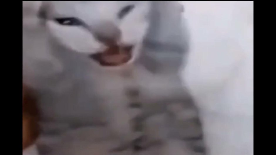 Кот орет Мем тик ток