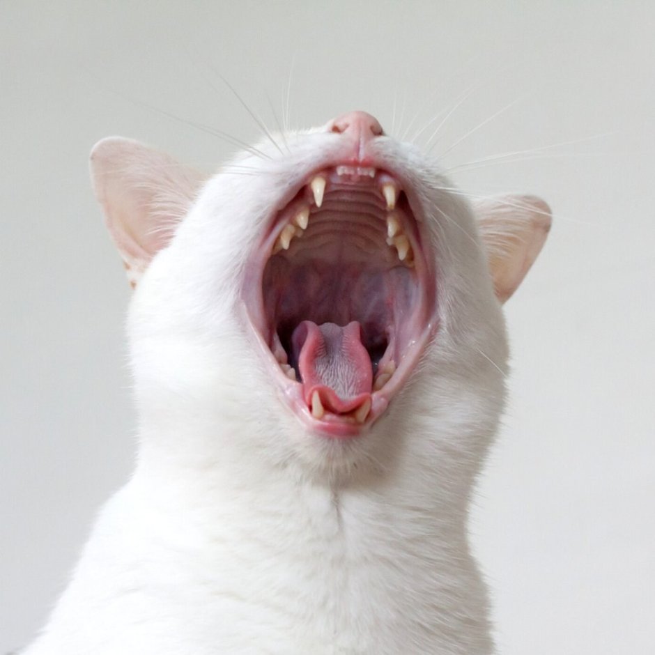 Кот плачет Мем