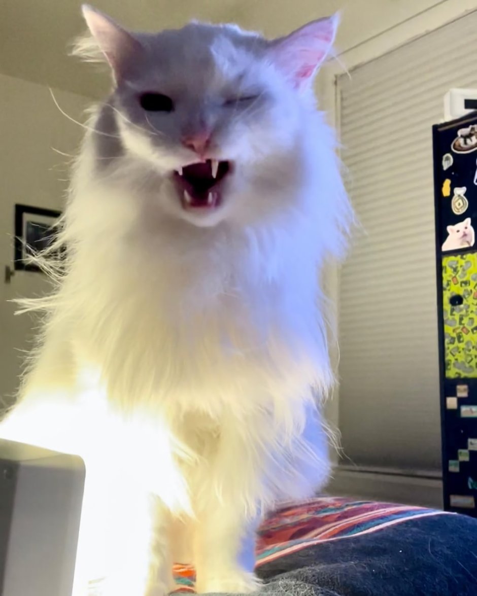 Мемный кот
