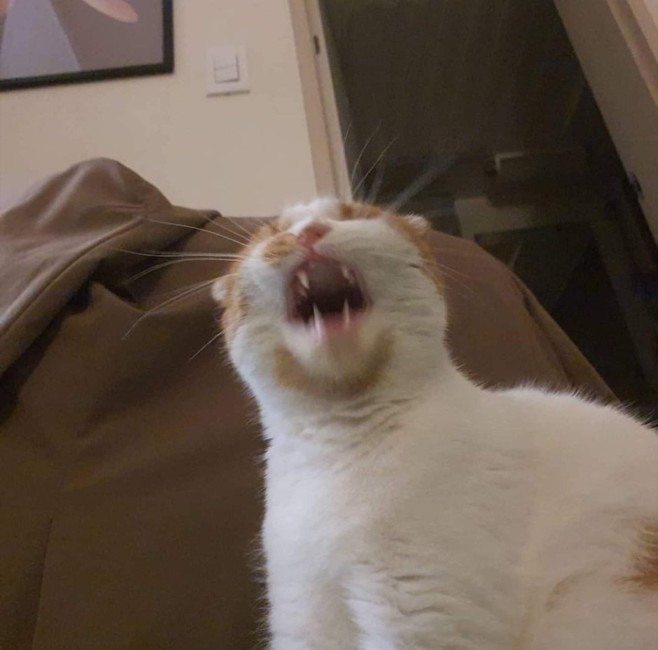 Коты Мем с текстом