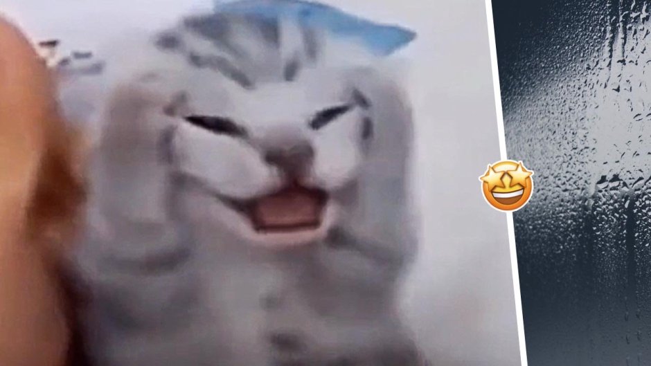 Кот с большим ртом