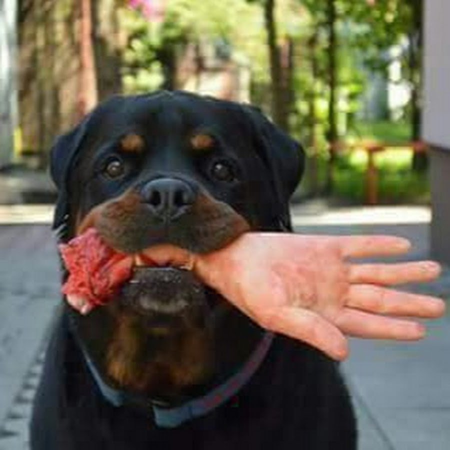 Ротвейлер эмблема