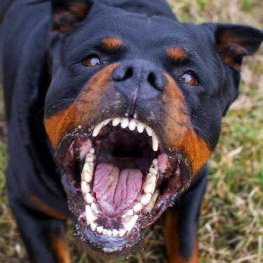 Собака ротвейлер оскал