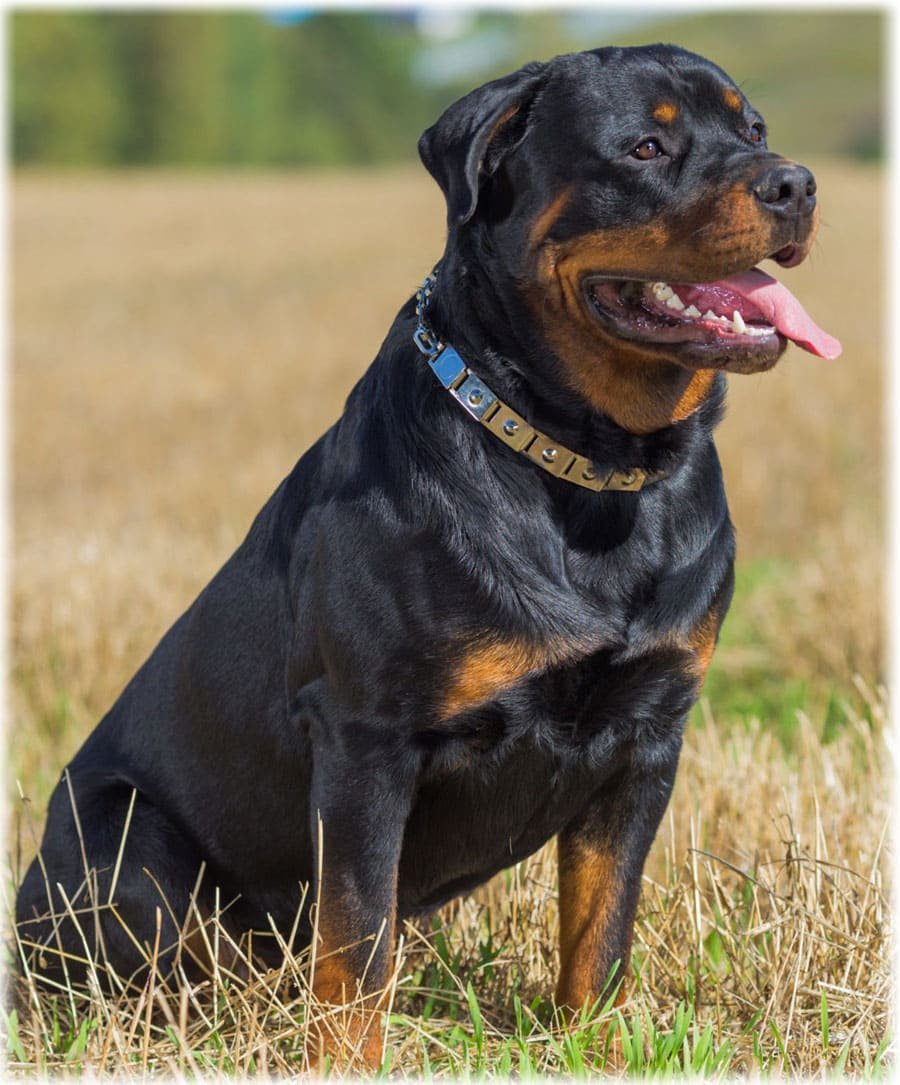 Чокнутый ротвейлер