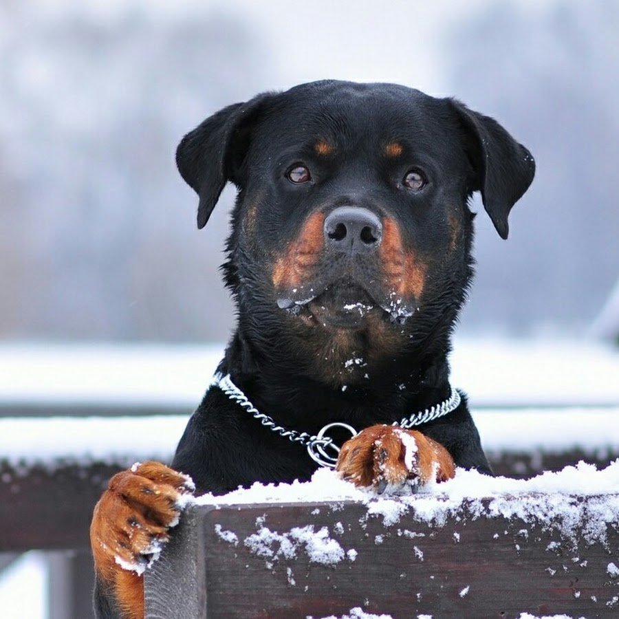 Ротвейлер Тиффани