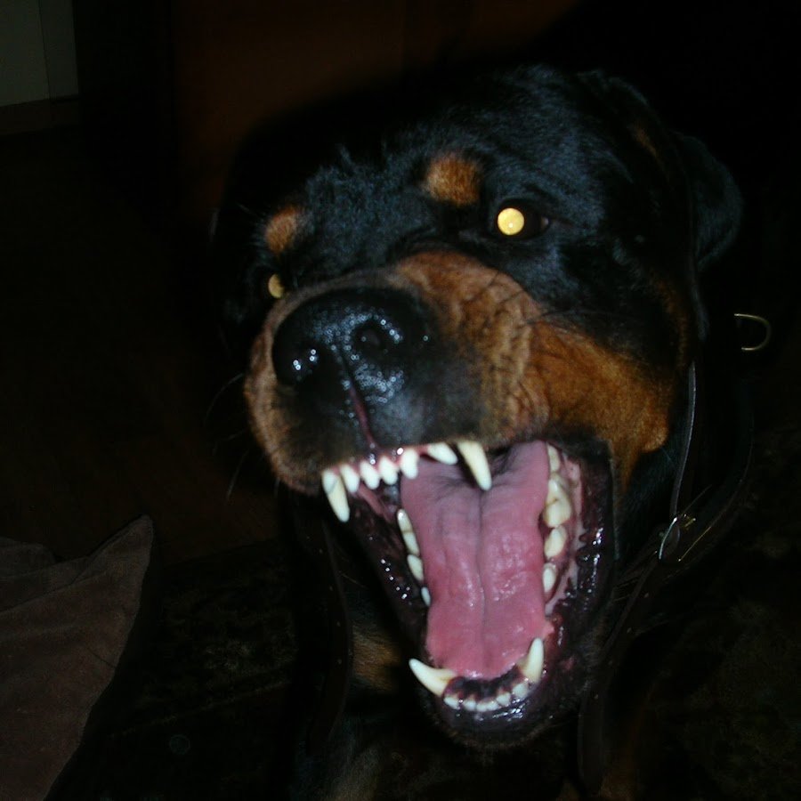 Пантера Луна и венза ротвейлер