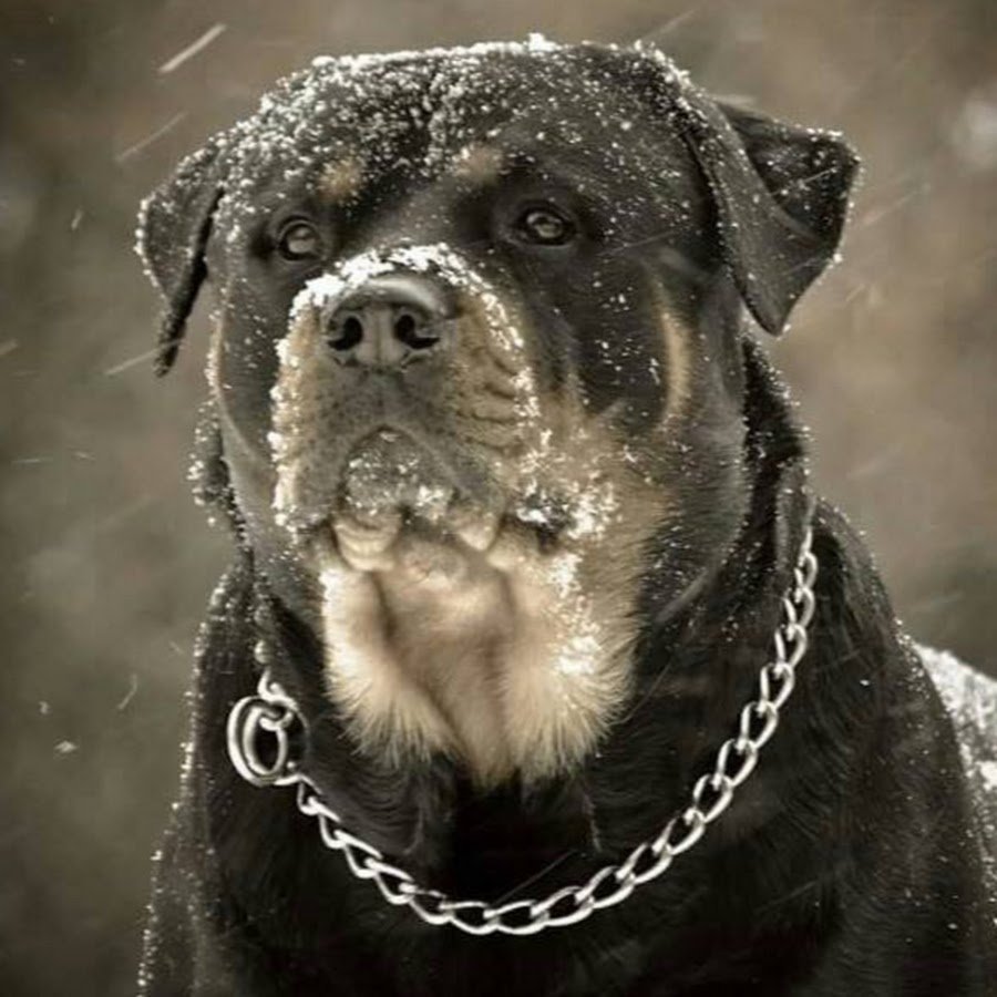 Собака ротвейлер